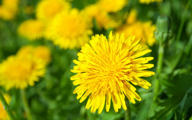 Creating Your Own Lush, Amazing Dandelion Wine